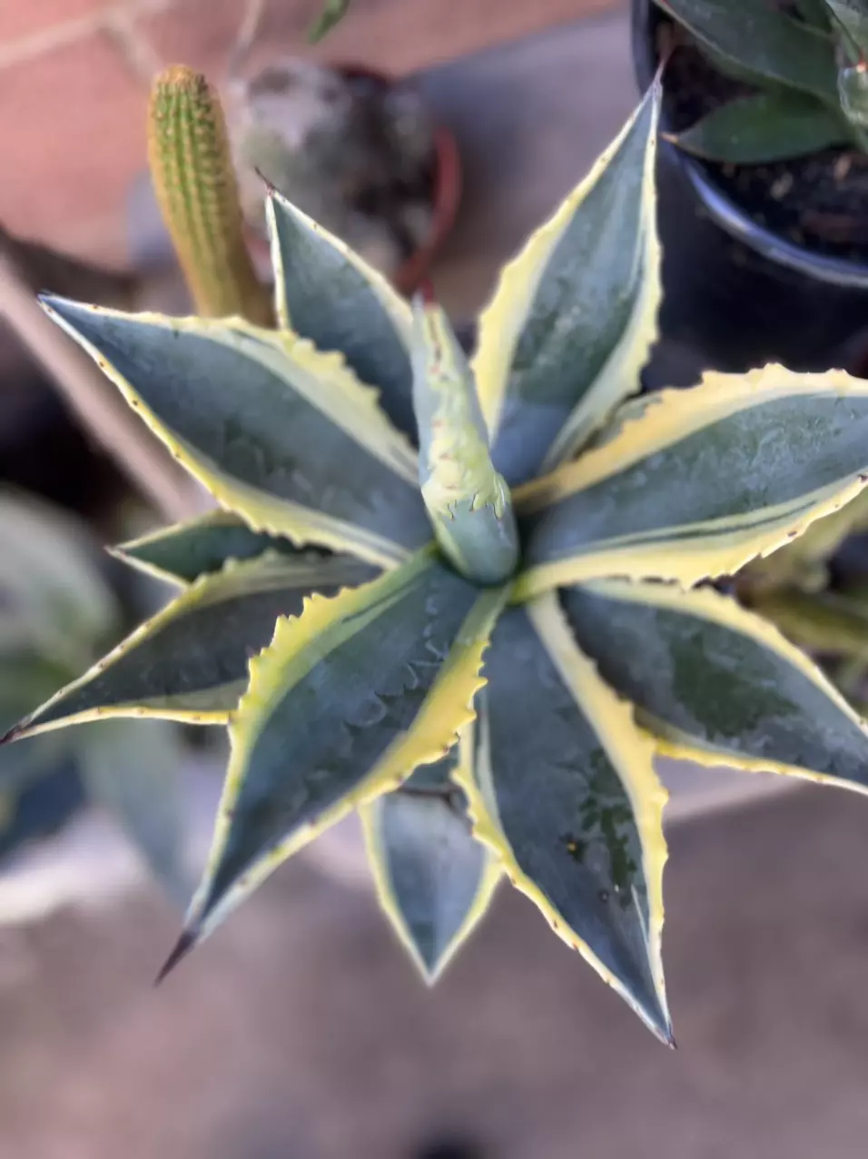 plant/1G Aloe Truncata-2