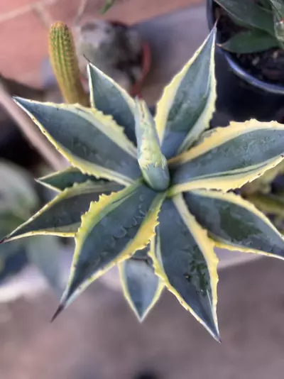 plant/1G Aloe Truncata-2-thumbnail