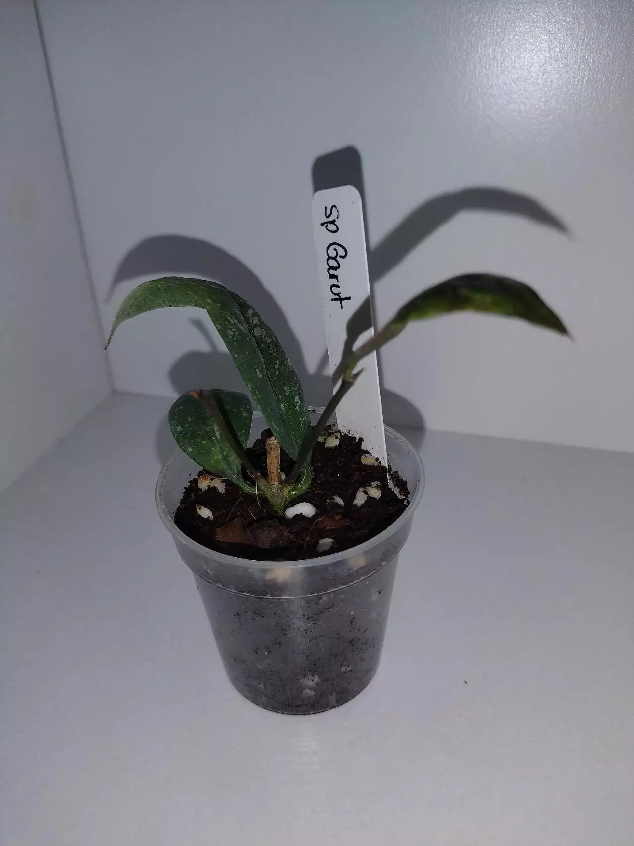 plant/Hoya SP Garut-0