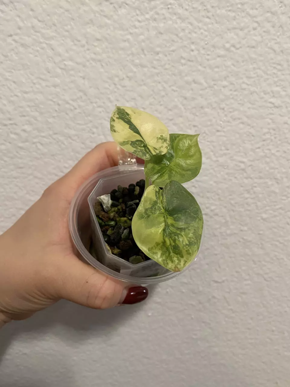 plant/Alocasia Silver Dragon Aurea-0