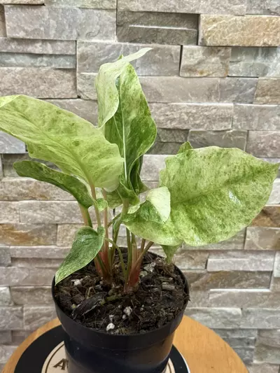 plant/Anthurium Hookeri Variegated.-2-thumbnail