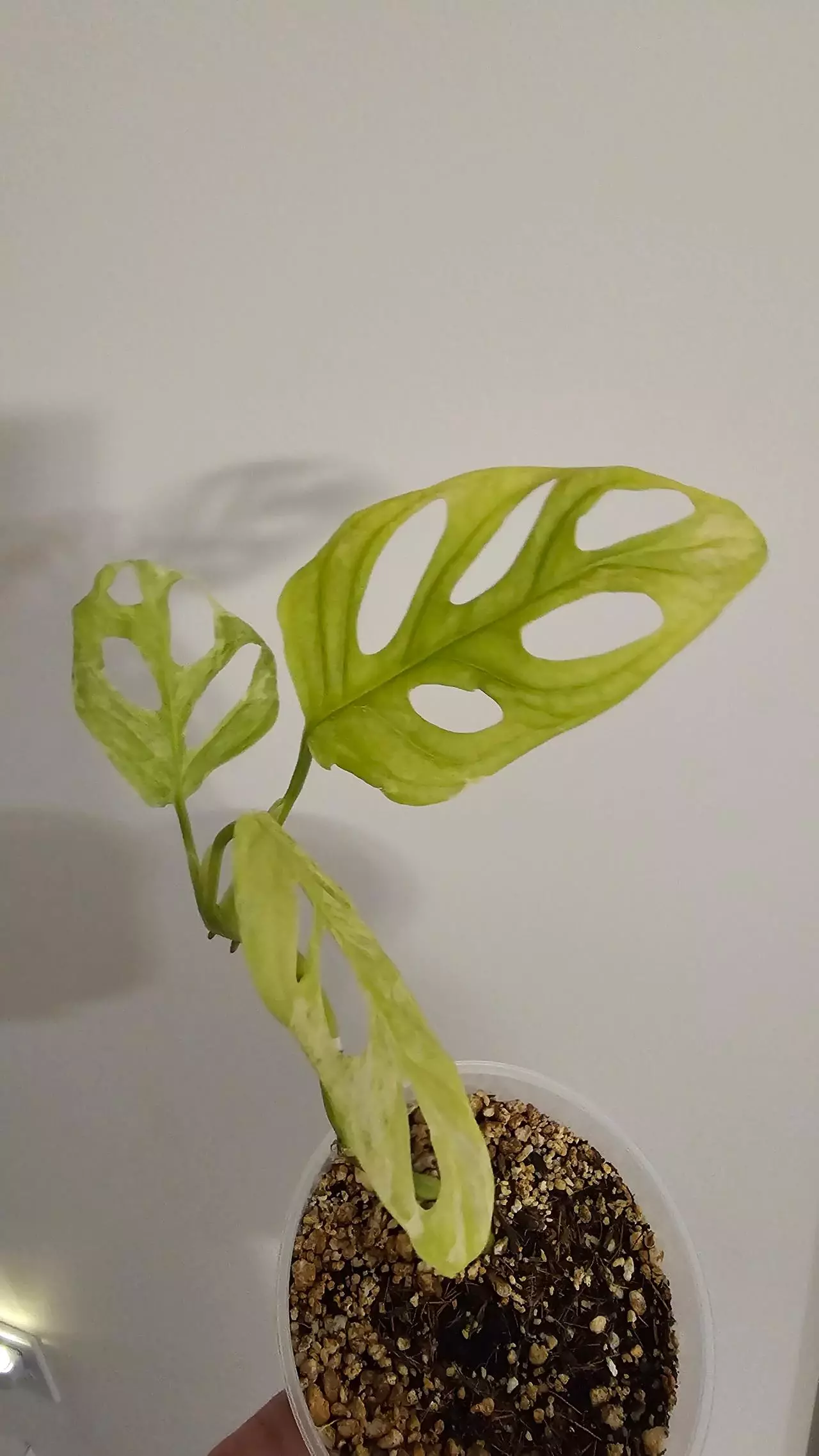 plant/Monstera Adansonii Indonesia Mint-0