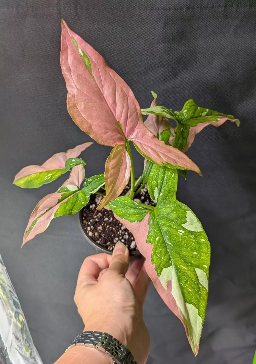 plant/Seller's choice Syngonium Red Spot Tricolor-1