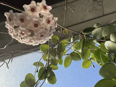 plant/Blooming Hoya Mathilde Splash-0-thumbnail