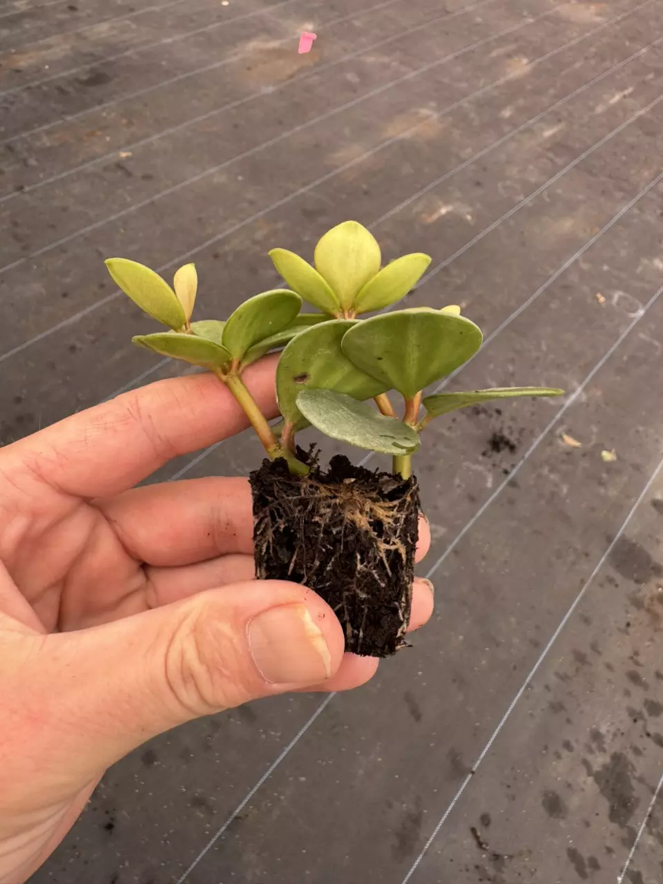 plant/Peperomia hope starter plant growers choice-7