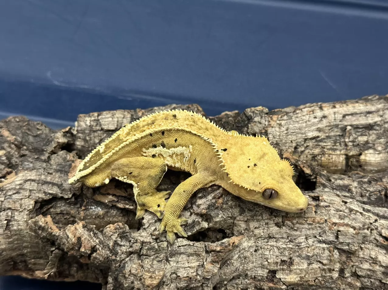 plant/282b 26g Male Yellow Pinstripe white wall-0