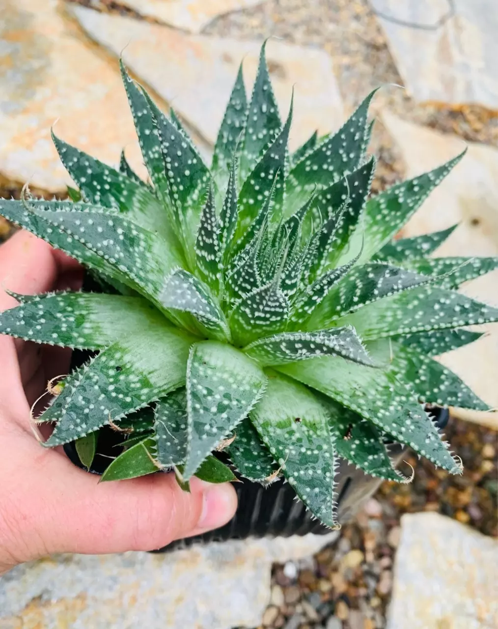 plant/5” Lace Aloe lightly rooted-0