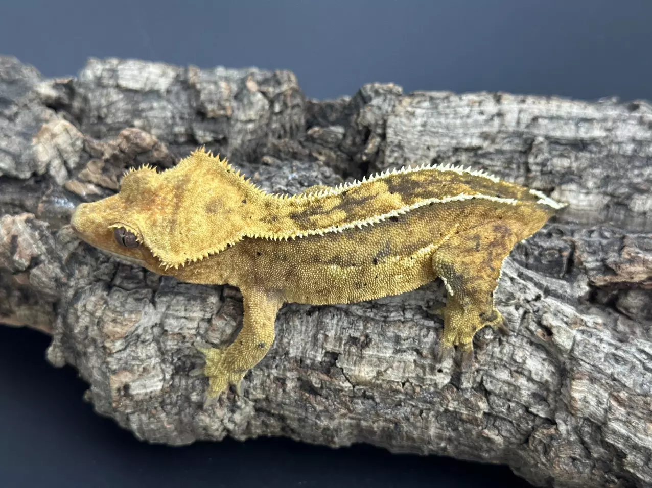 plant/251b 32g Female Yellow Emptyback-0