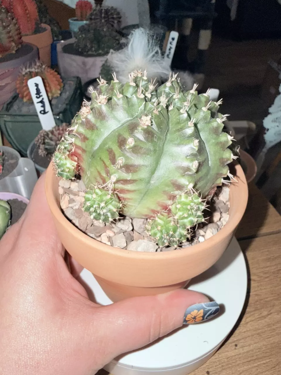 plant/Manta Ray Clone-1