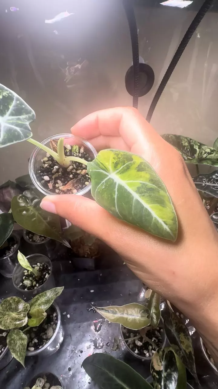 plant/Alocasia Black Velvet Gold-0