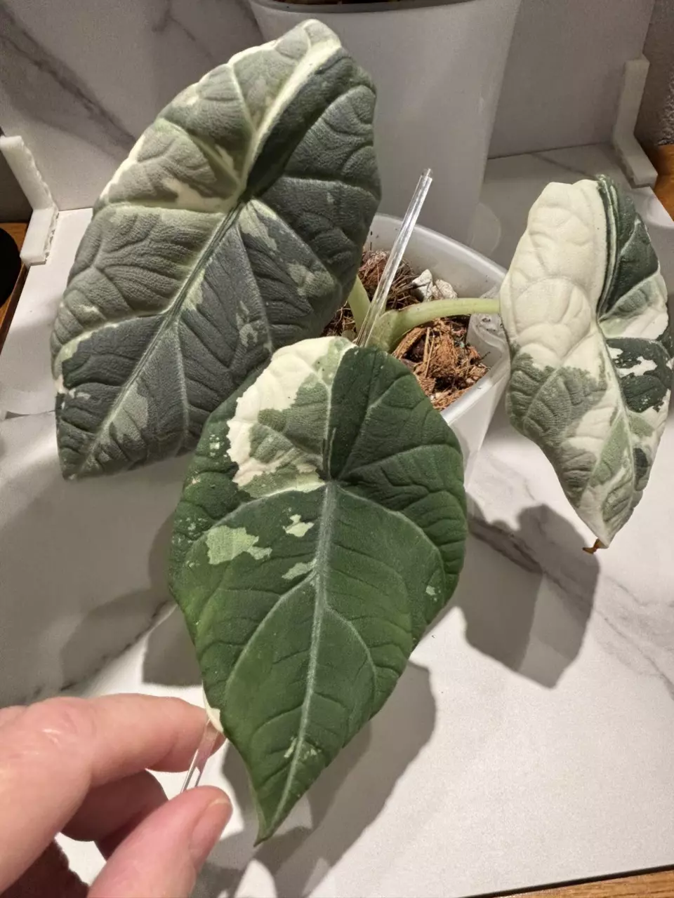 plant/Alocasia Maharani Albo Sprouted Corm-0