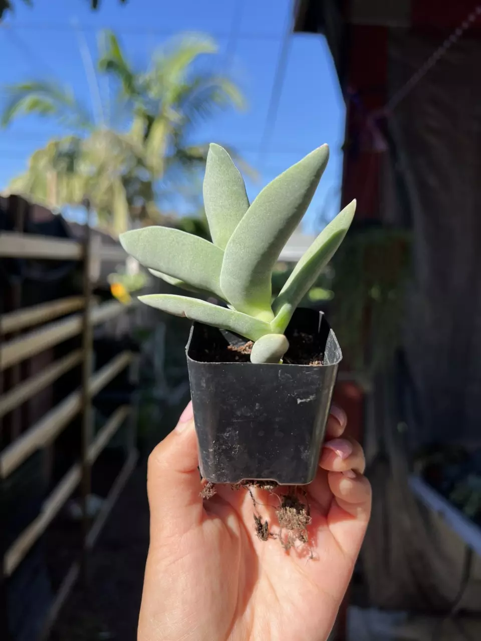 plant/2” Crassula Combo-1