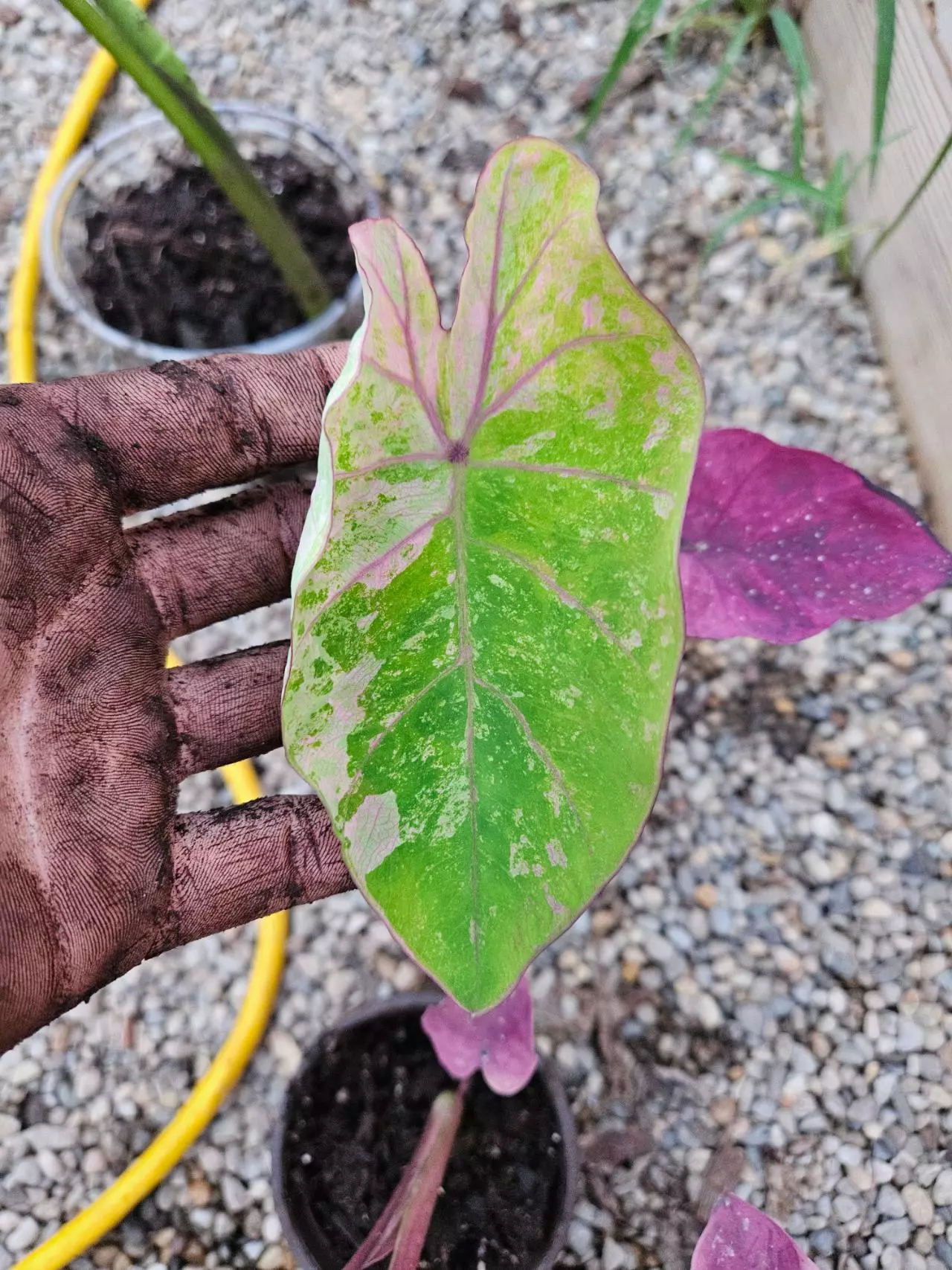 plant/Nub Dow colocasia starters-5