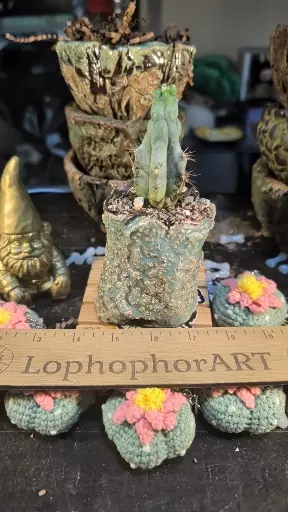 plant/SnC potted  combo - Melted Mike - well rooted-0