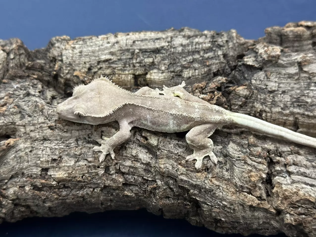plant/327a 12g Male Pink Phantom Lillywhite-0