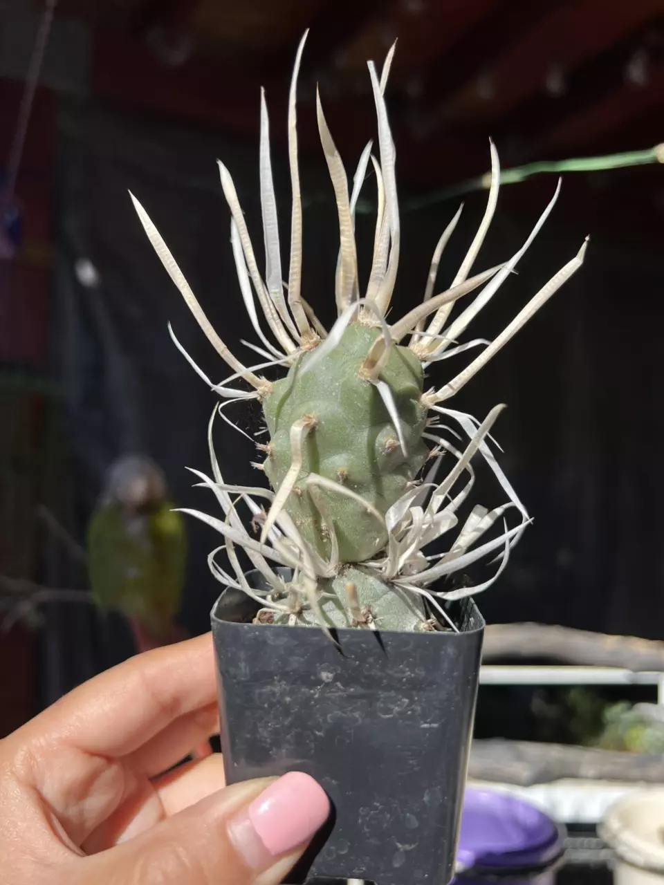 plant/2” PaperSpine Cactus-1