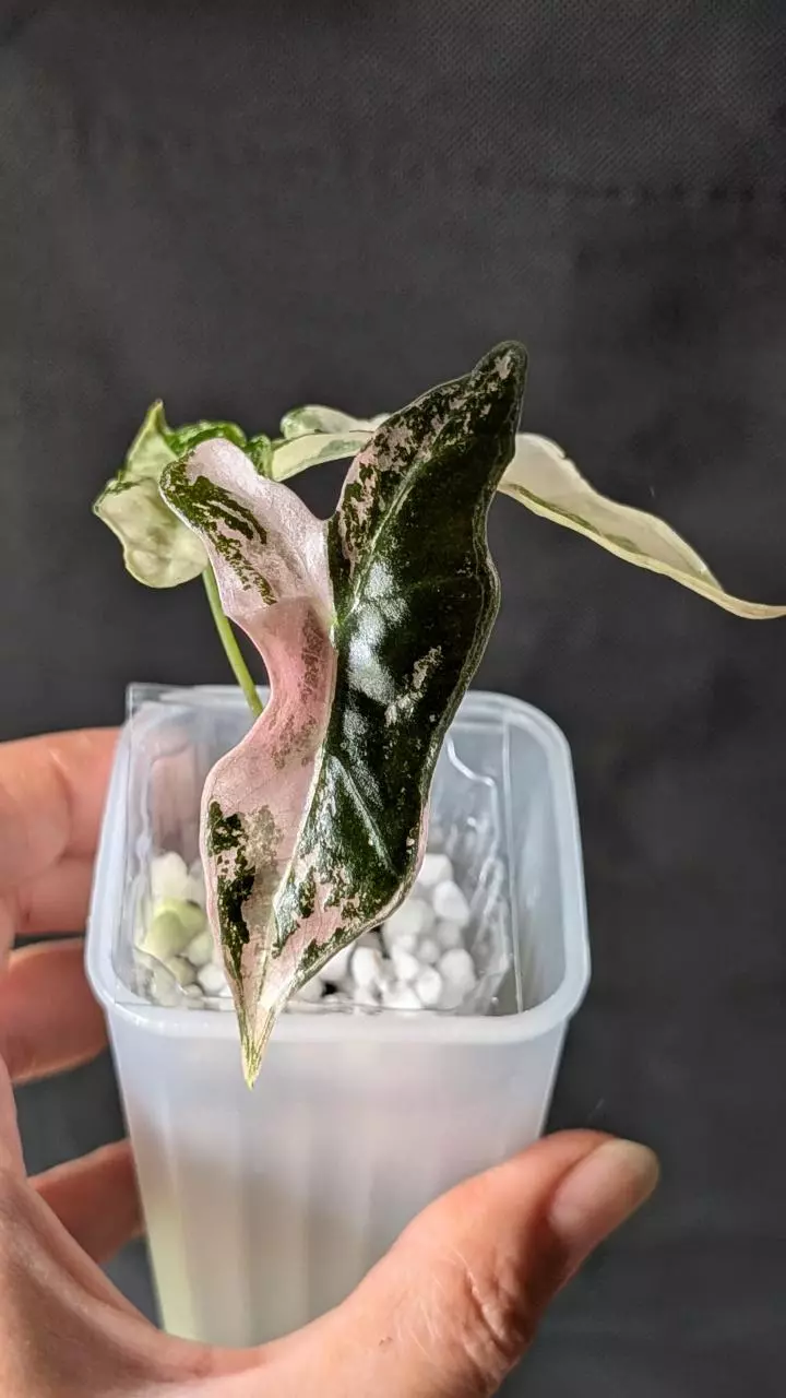 plant/#1017 Alocasia Nobilis Pink-0