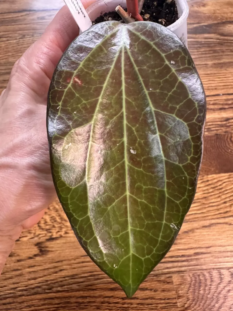 plant/0185 - Hoya Penny Candy-1