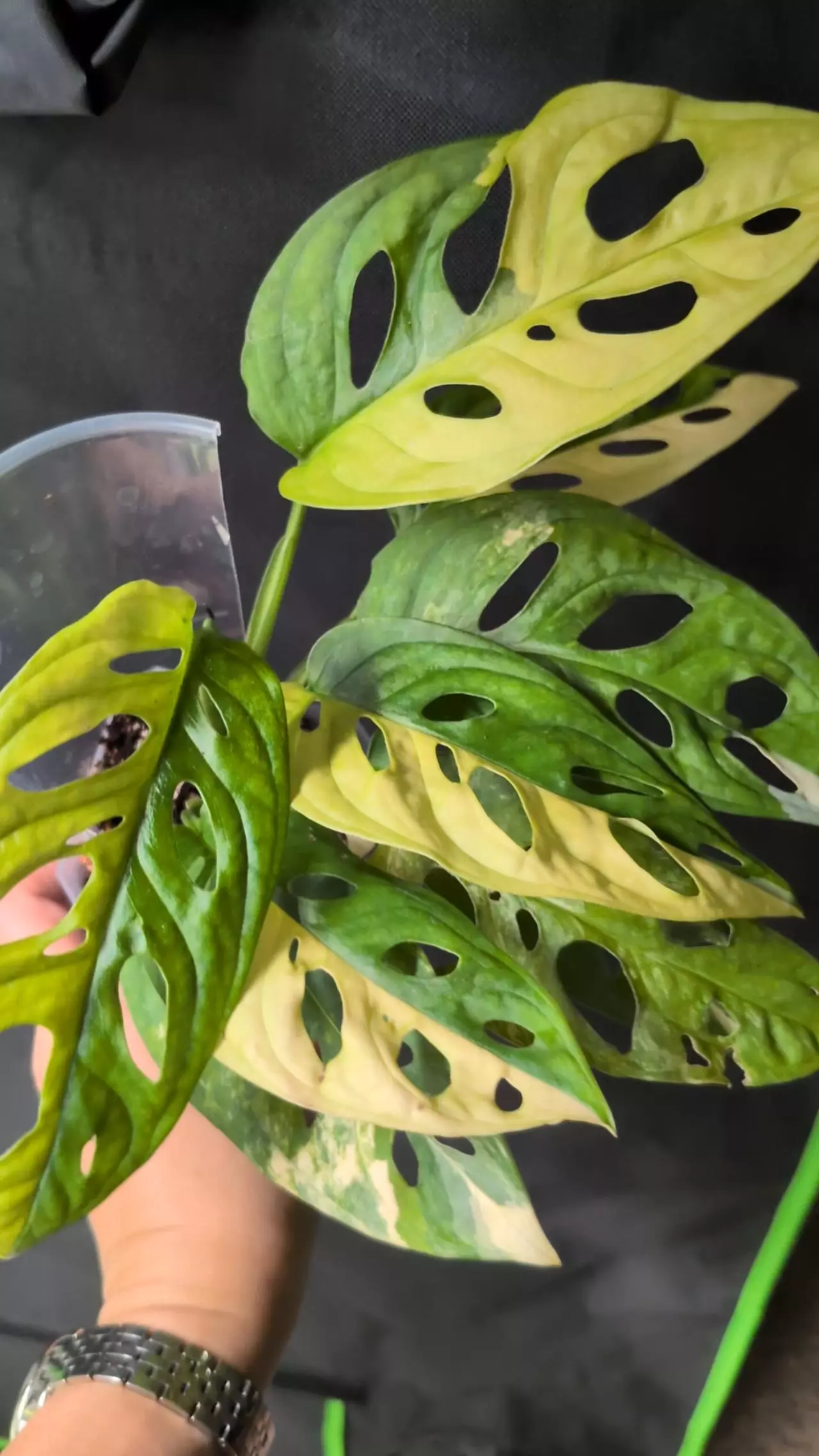 plant/#2001 Monstera adansonii aurea 9 leaves-0