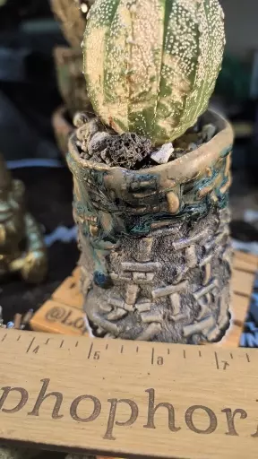 plant/SnC potted  combo -Seed Grown Weirdo variegated astro-0