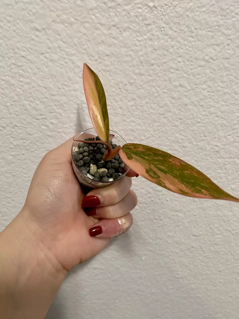 plant/Philodendron Caramel Marble - high color 🔥-1