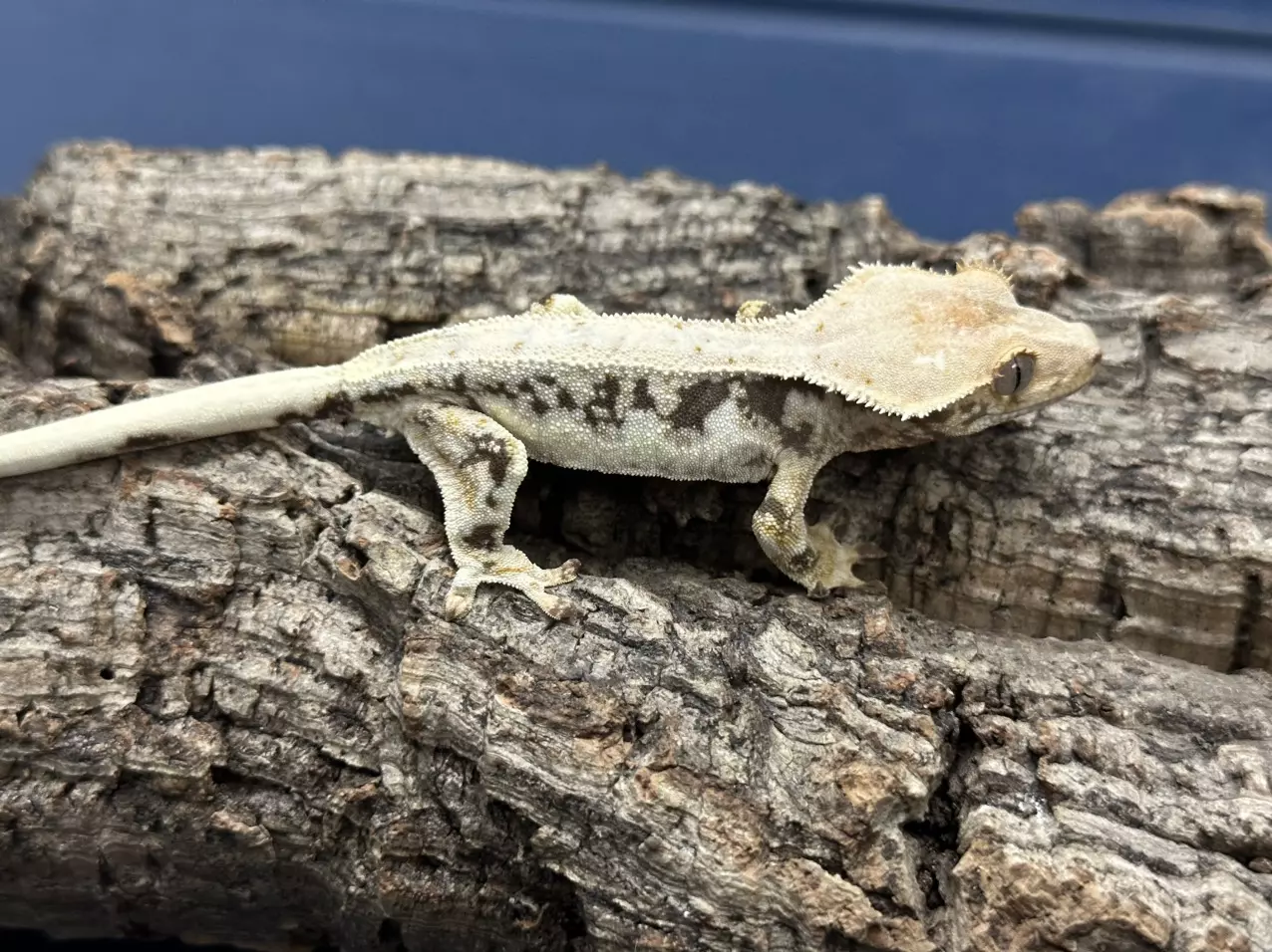 plant/331 9g Male nice Lilly male-0
