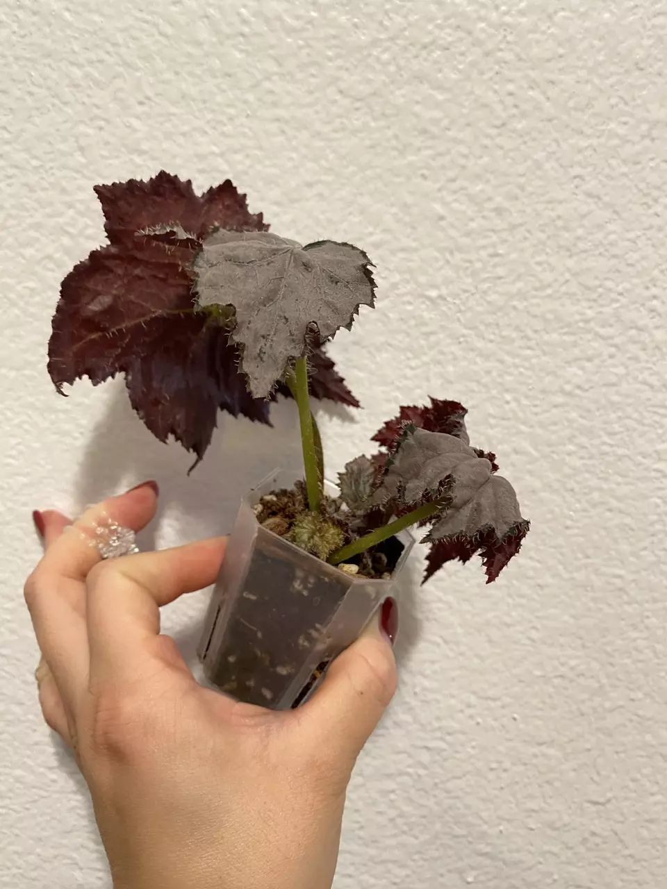 plant/Begonia Sierra Silver Mist-1