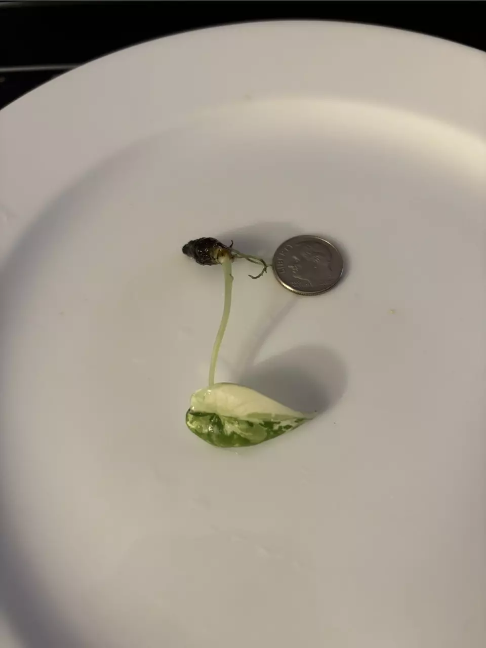 plant/Alocasia Maharani Albo Sprouted Corm-3