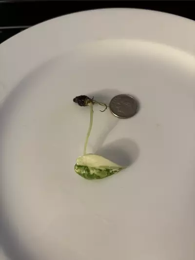 plant/Alocasia Maharani Albo Sprouted Corm-3-thumbnail