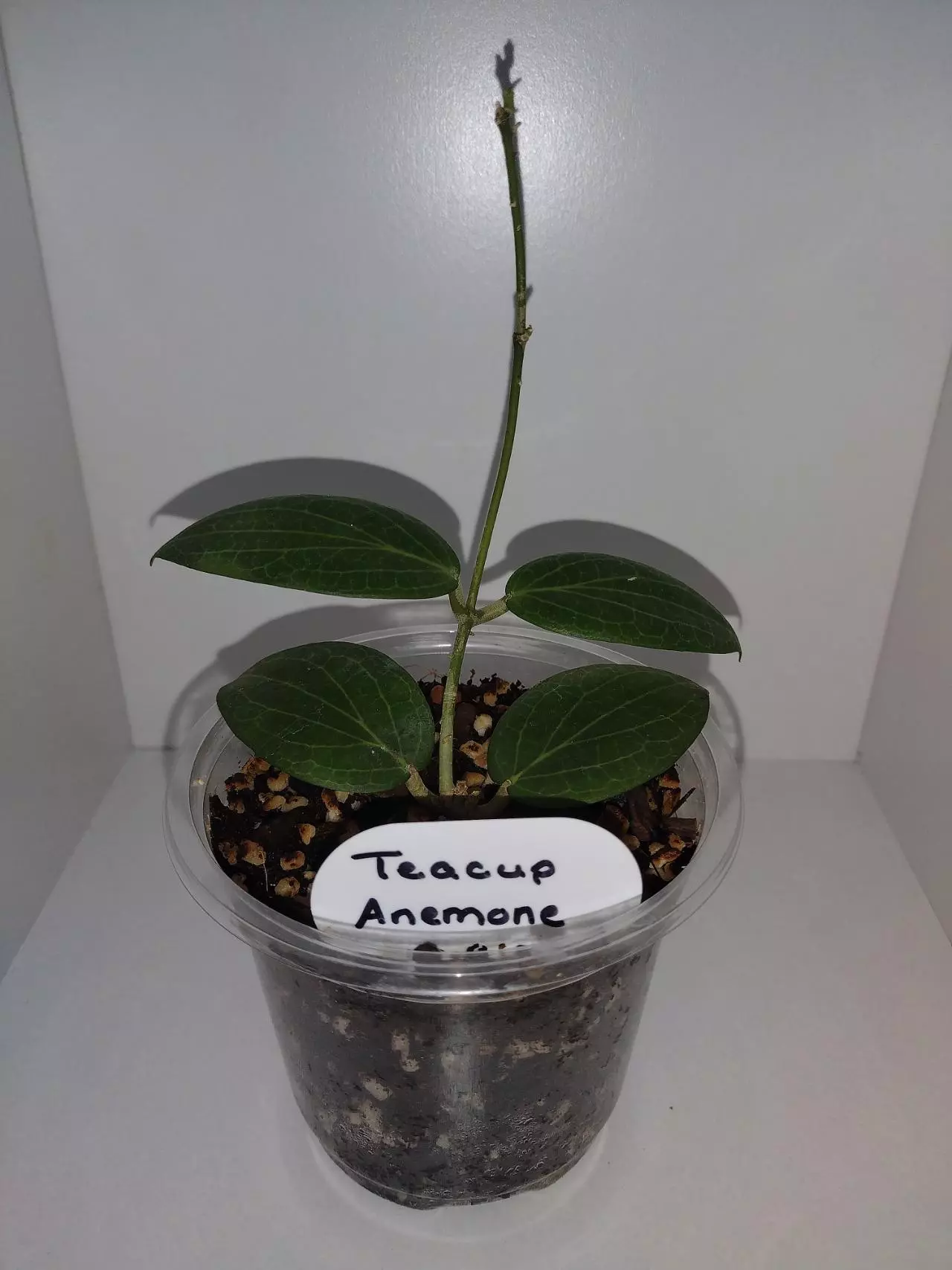 plant/Hoya Anemone-0