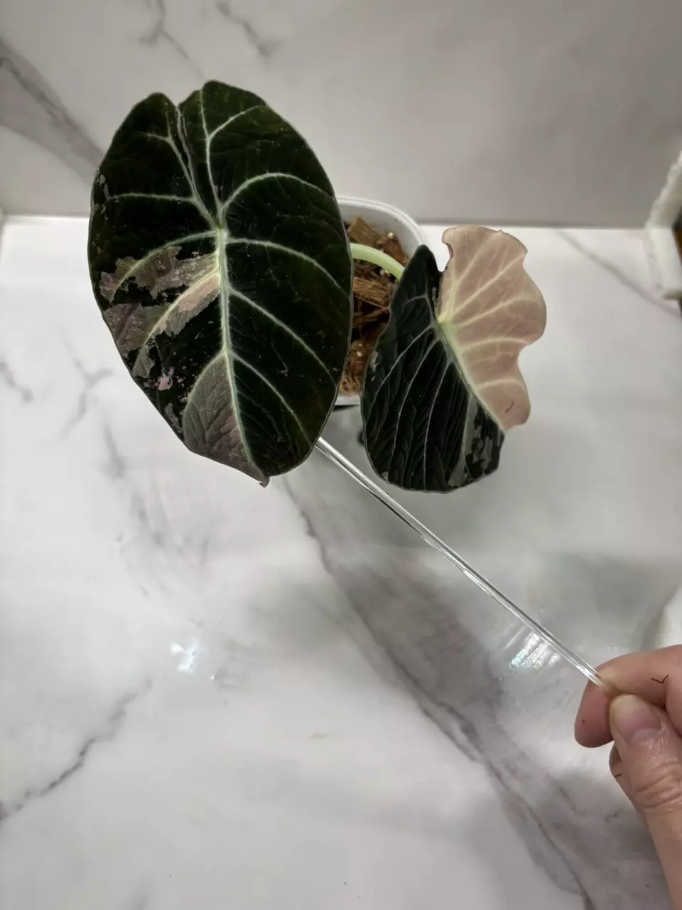 plant/Alocasia Pink Black Velvet CORMS-0