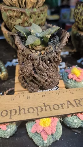 plant/SnC potted  combo - US Seed Grown Retusus-0