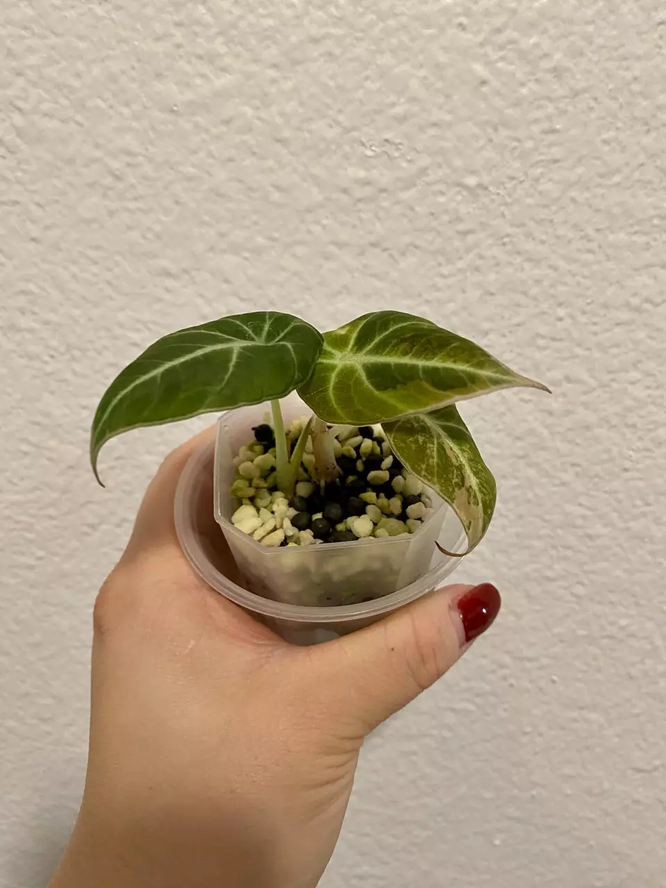 plant/Alocasia Black Velvet Aurea/Gold - 2 in 1-0