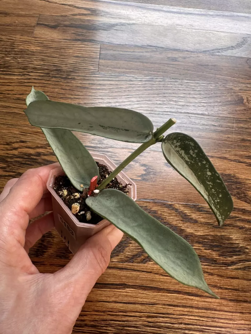 plant/0183 - Hoya Pandurata silver-0