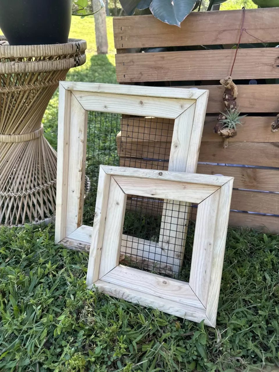 plant/Air Plant Display Frame ~ Square-0