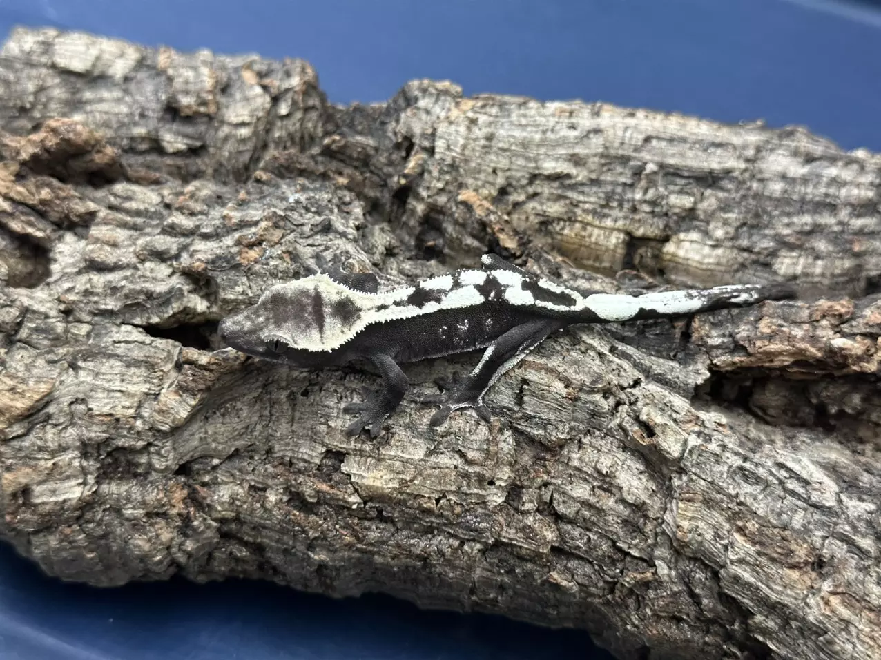 plant/Sable Axanthic 1 4g Possible Pores/male-1