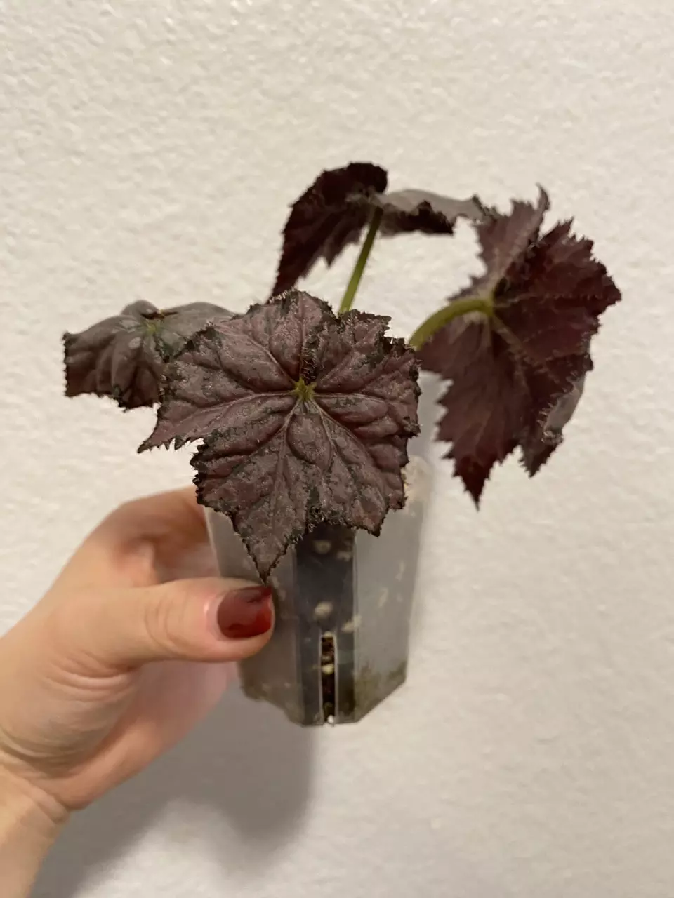 plant/Begonia Sierra Silver Mist-0