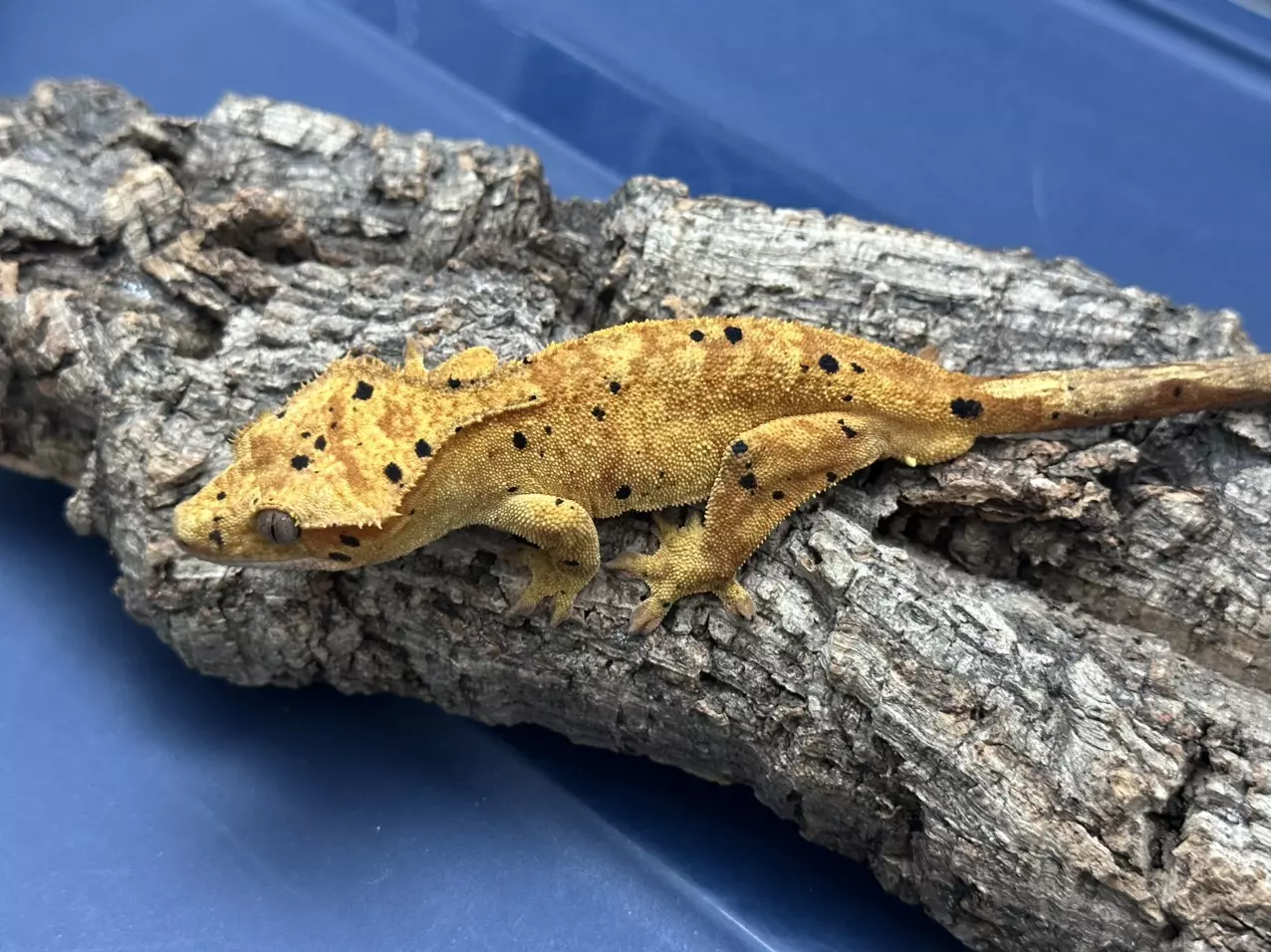 plant/242b 38g Male Orange Dalmatian-0