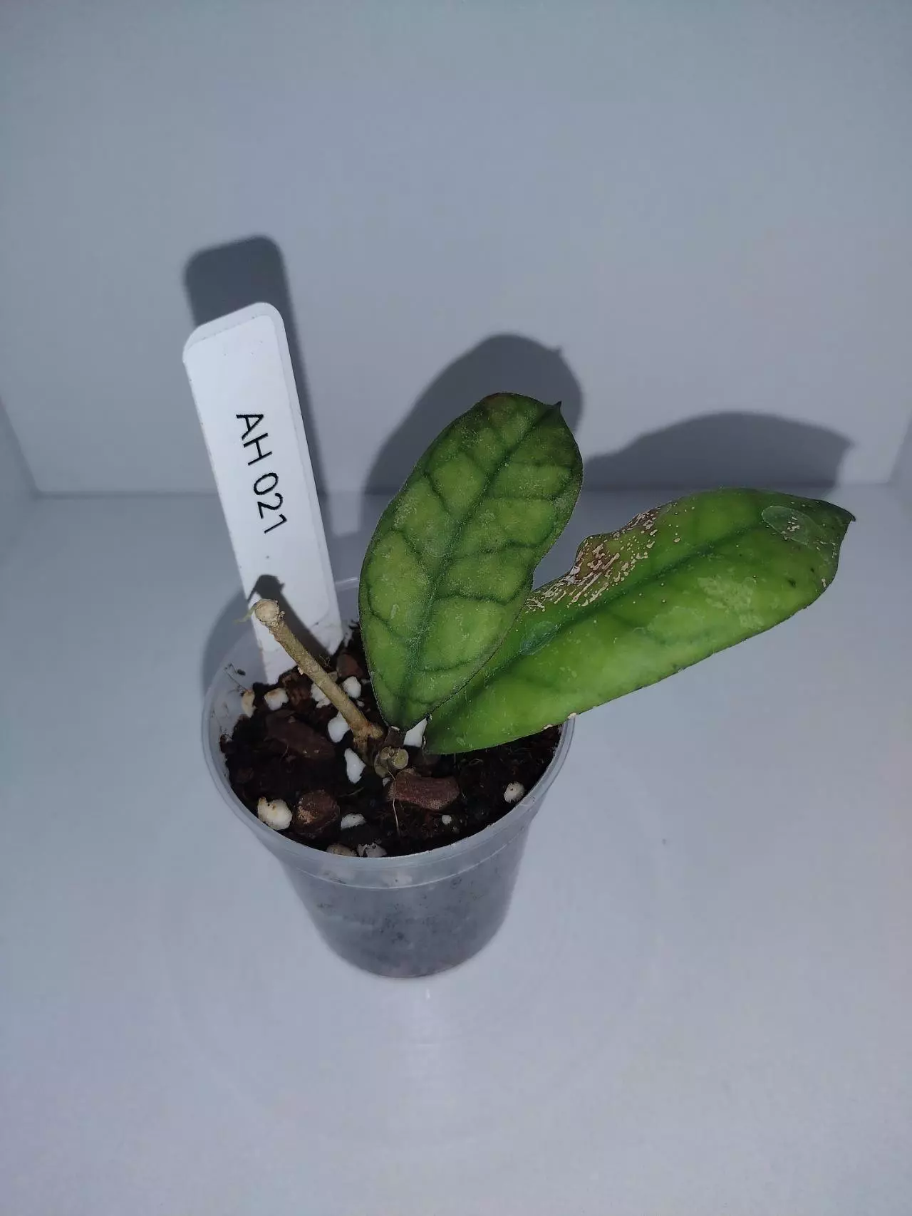 plant/Hoya AH 021-0