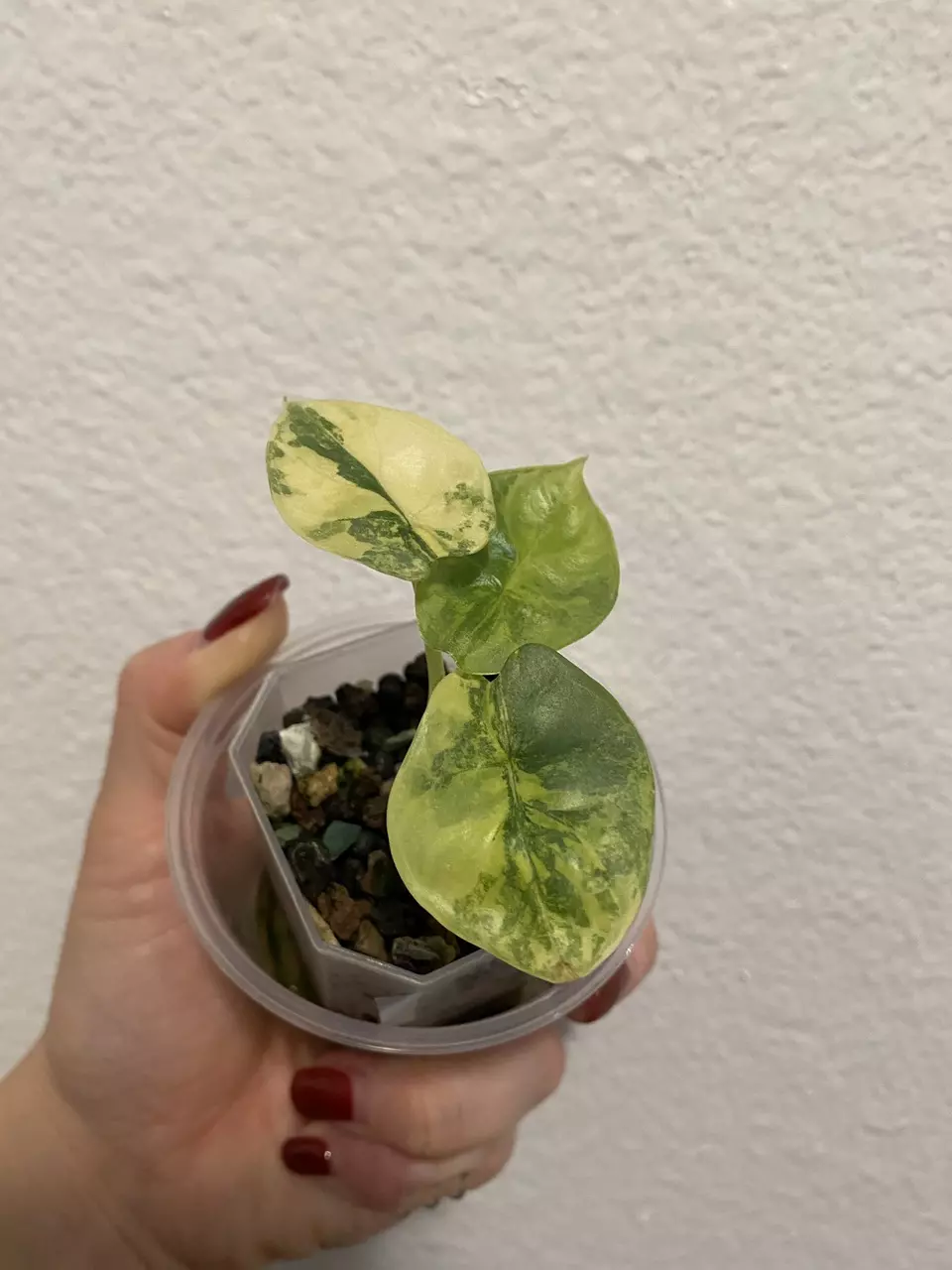 plant/Alocasia Silver Dragon Aurea-2