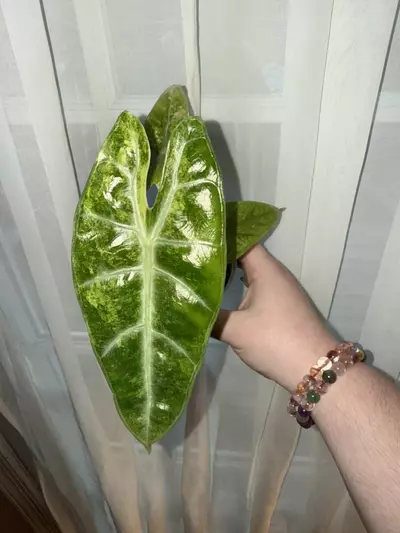 plant/alocasia longiloba lucifer aurea CORM-0-thumbnail