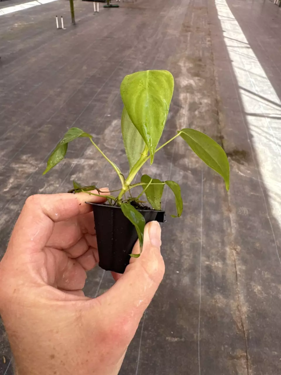plant/Philodendron Sharoniae San Antonio starter plant growers choice-7