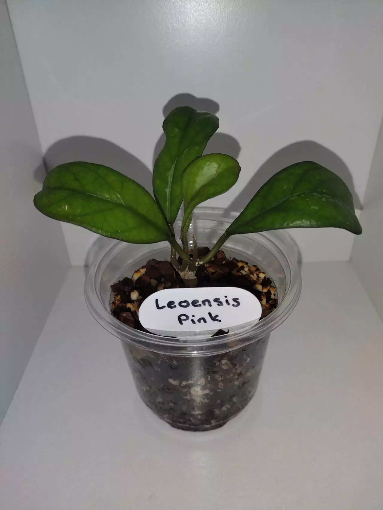 plant/Hoya Leoensis-0