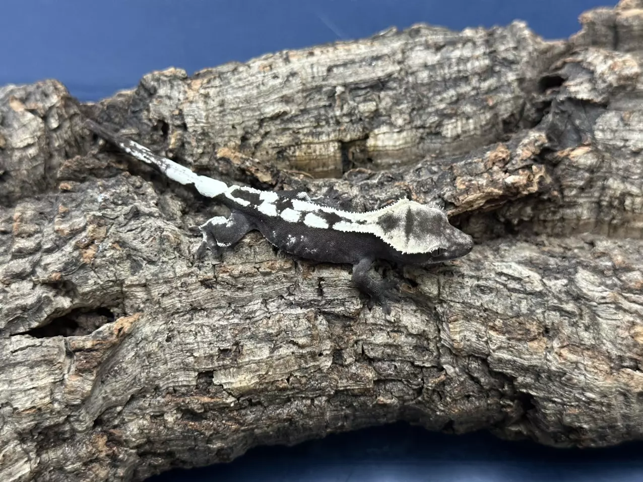 plant/Sable Axanthic 1 4g Possible Pores/male-0