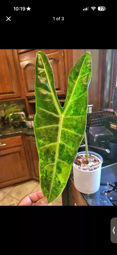 plant/alocasia longiloba lucifer aurea CORM-1-thumbnail