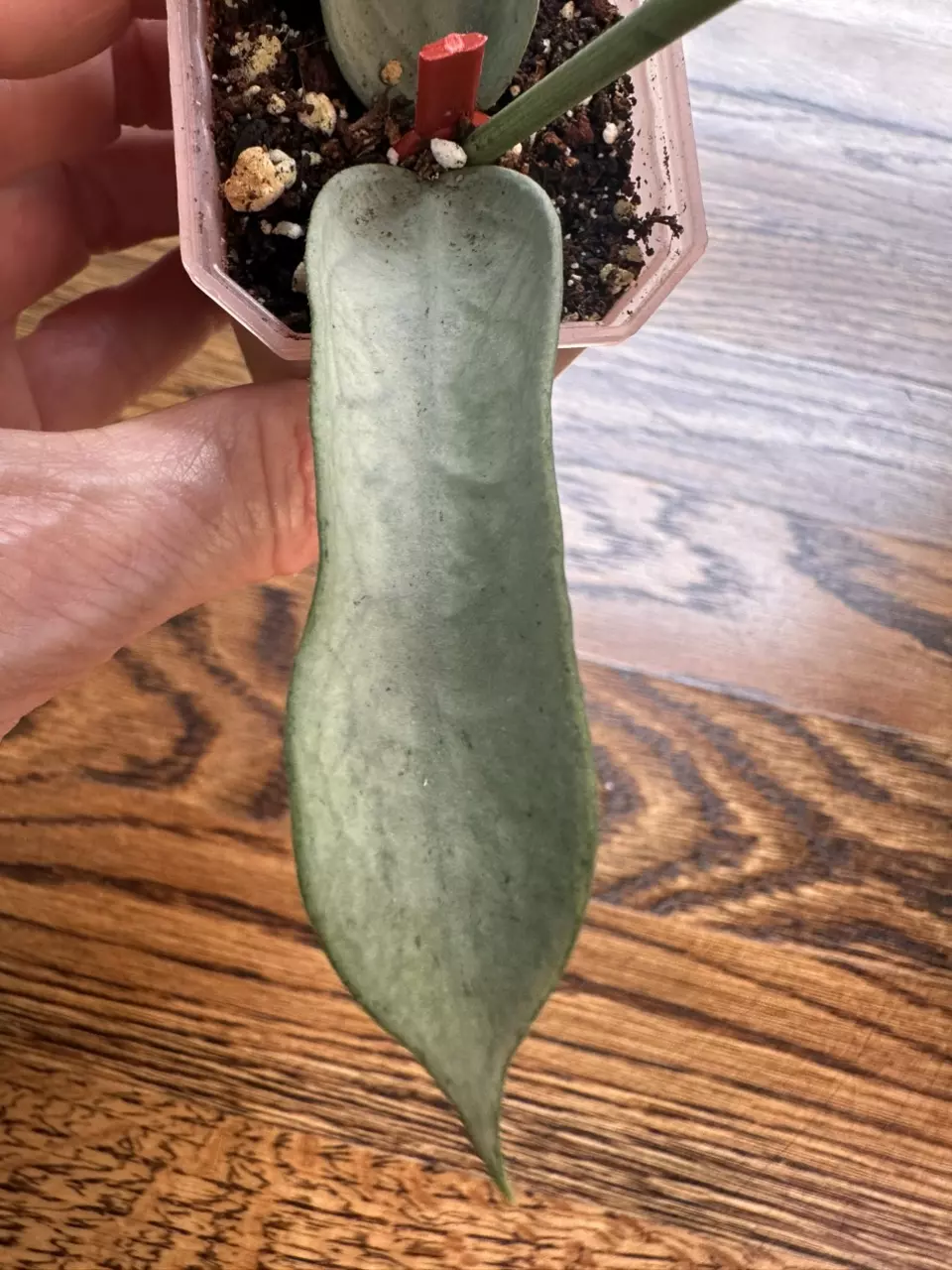 plant/0183 - Hoya Pandurata silver-1