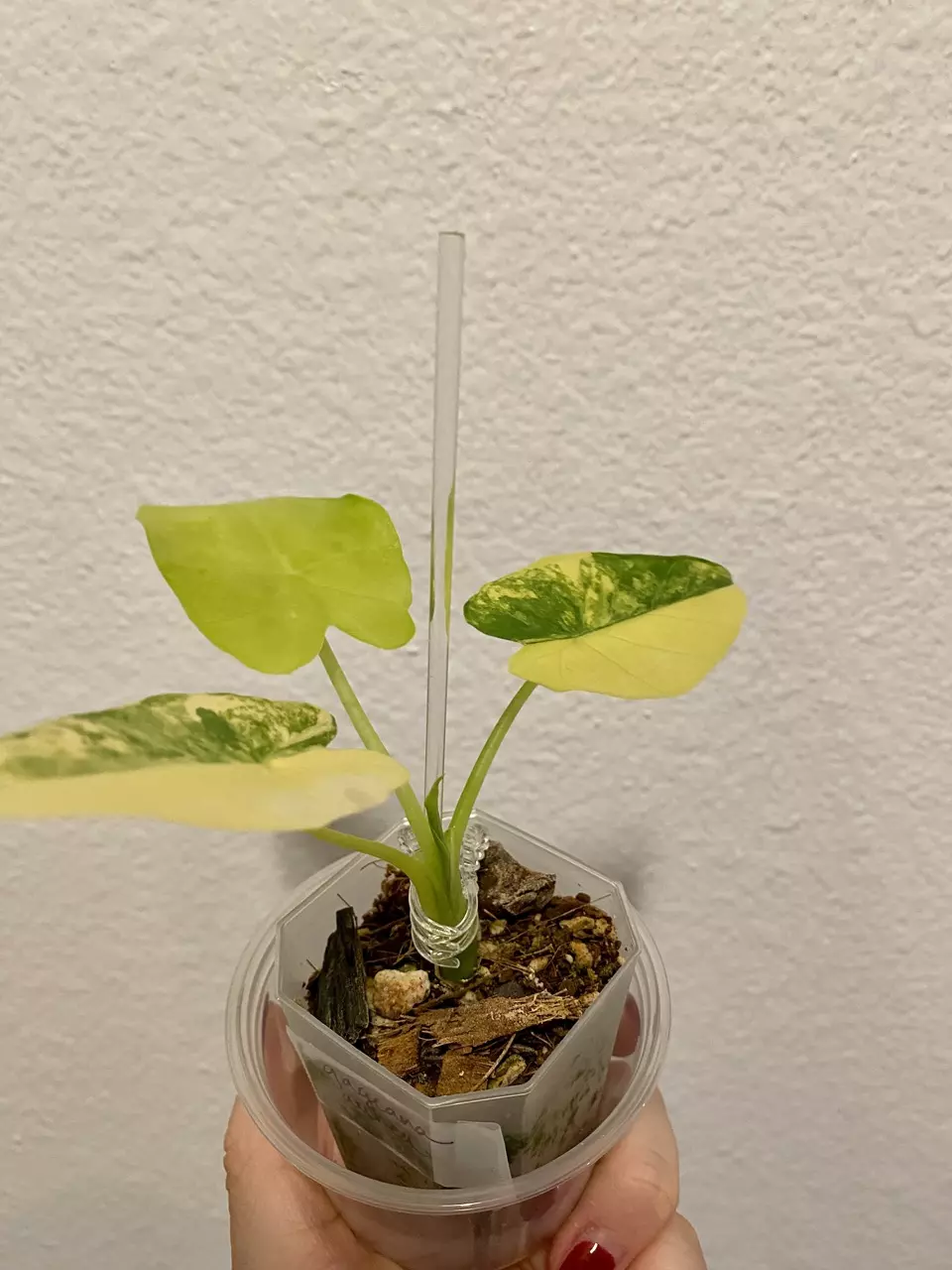 plant/Alocasia Gageana Aurea Half Moon 🌙🔥-1