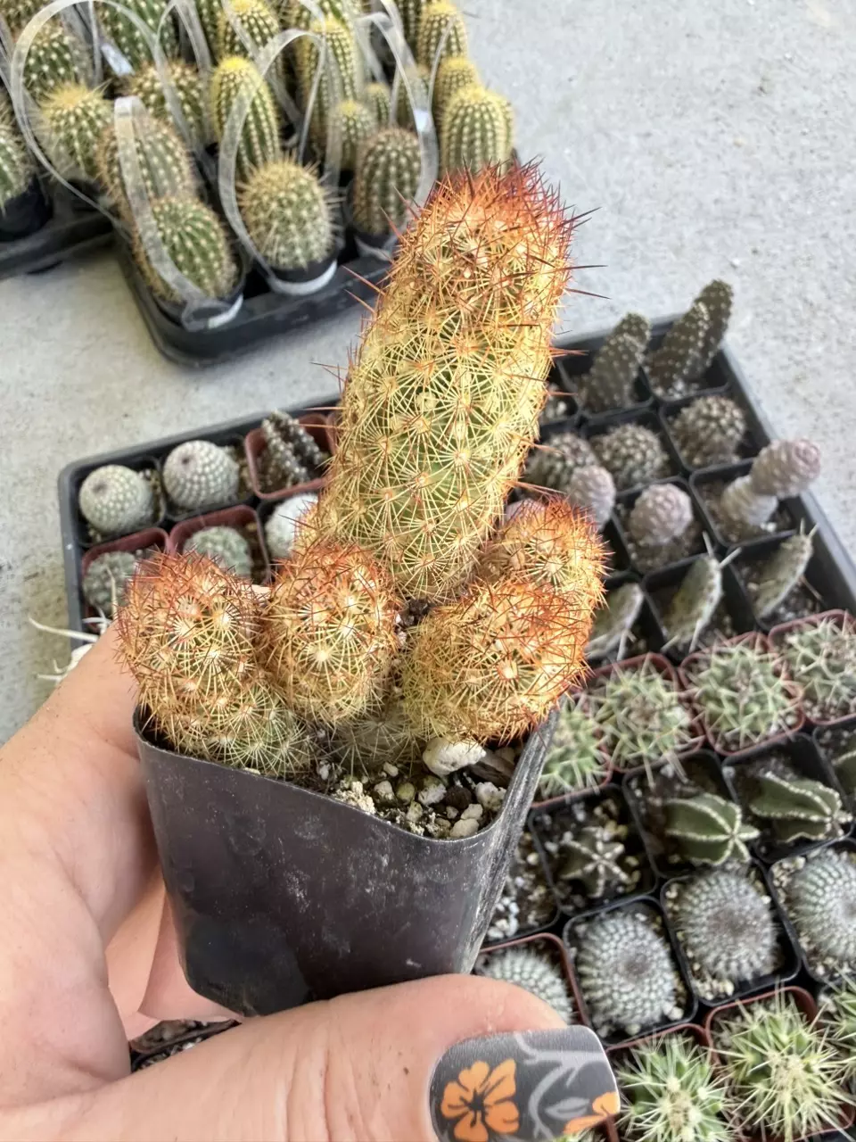 plant/Mammillaria Elongata - Seller’s Choice-0