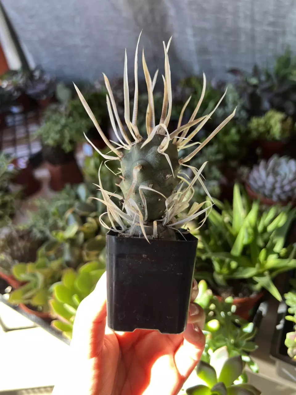 plant/2” PaperSpine Cactus-0