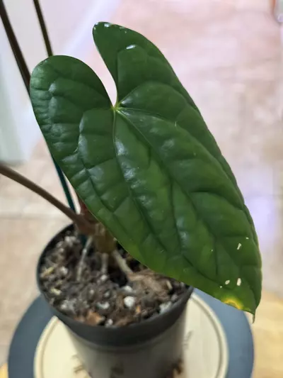 plant/Anthurium RVDP X Luxurian-1-thumbnail